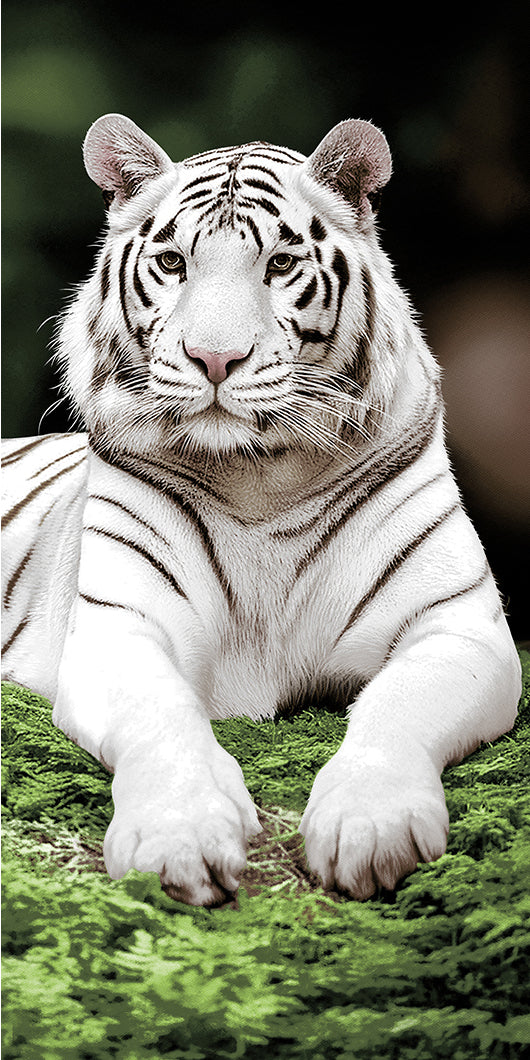 BEACH TOWEL 27"x54"- SOFT PRINTED BEACH TOWELS (ASSORTED PACKING 36 TOWELS PER CASE)